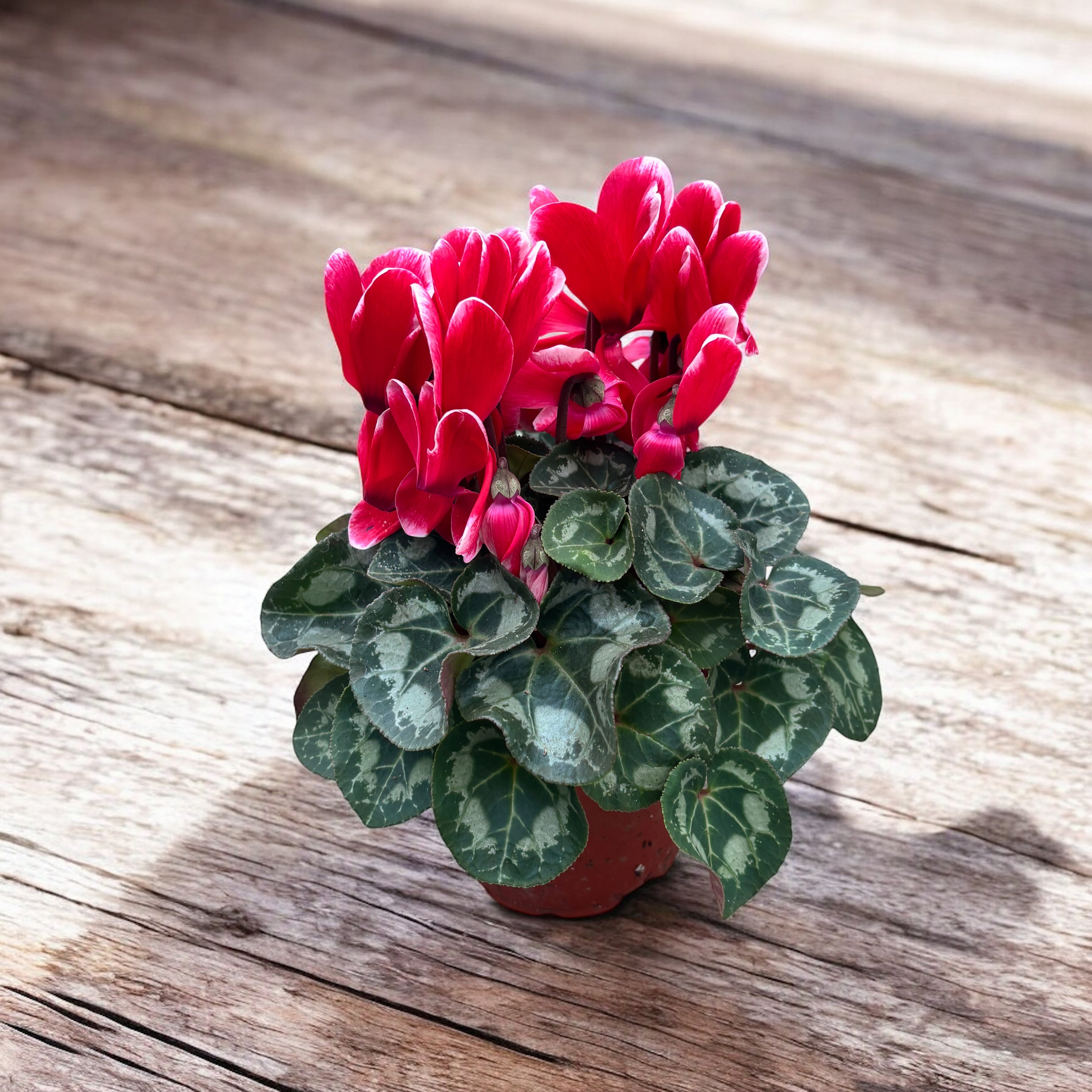 Cyclamen mix