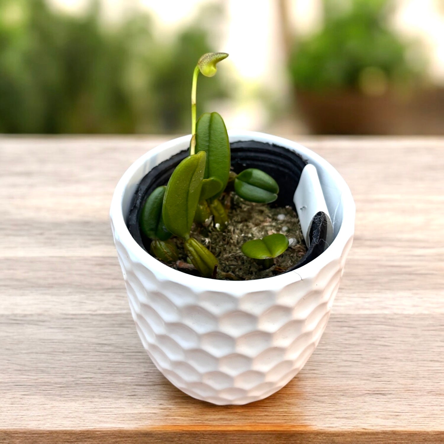 Bulbophyllum lasiochilum