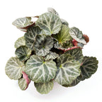 Saxifraga stolonifera (Barba jidanului) D12