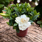 Gardenia Jasminoides (indoor) fragrant (3 plants / pot)