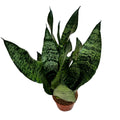 Sansevieria trifasciata 'Black Coral' (γλώσσα της πεθεράς) D9 3pp