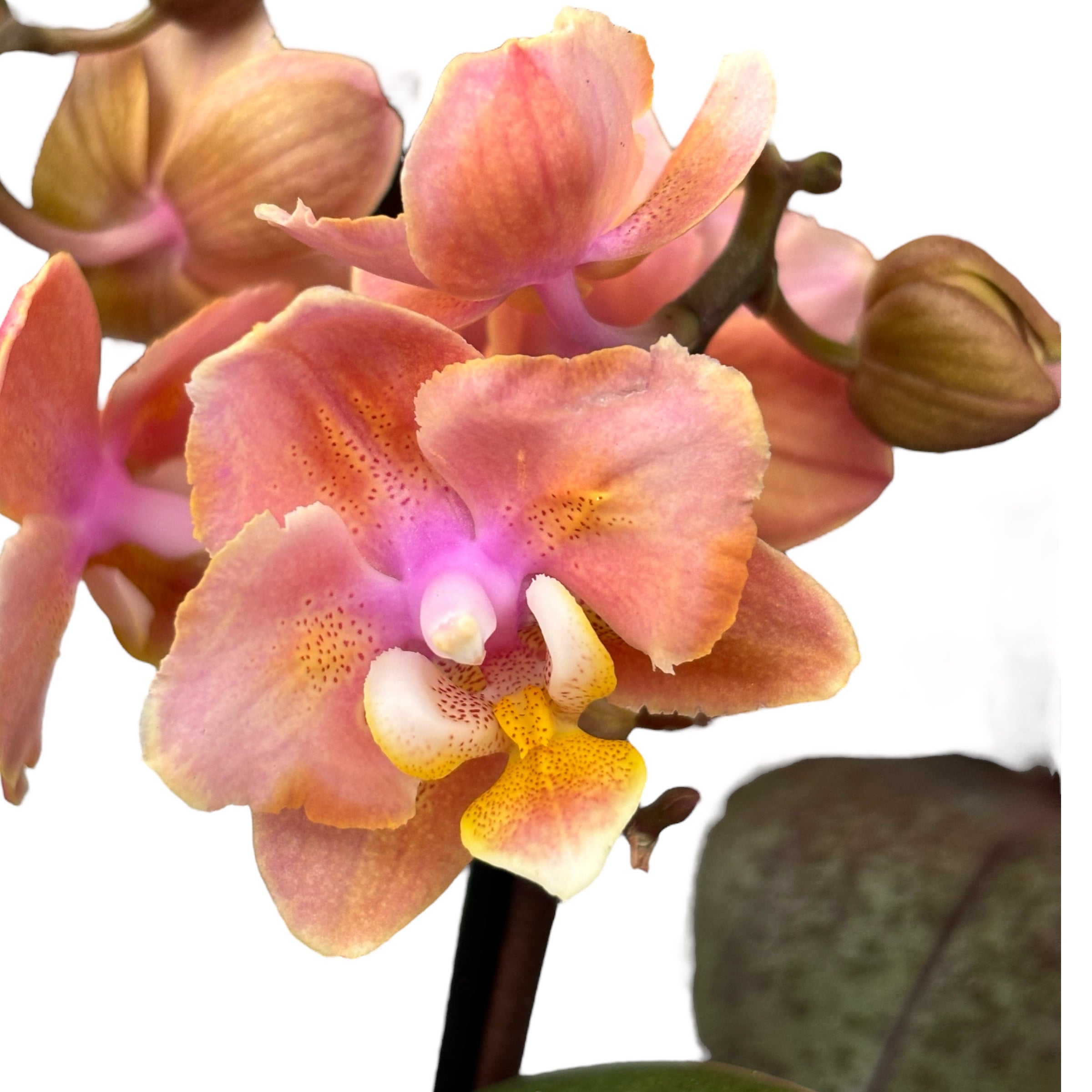 Phalaenopsis Aromio Carola parfumée et pelorique (Papillon)D7