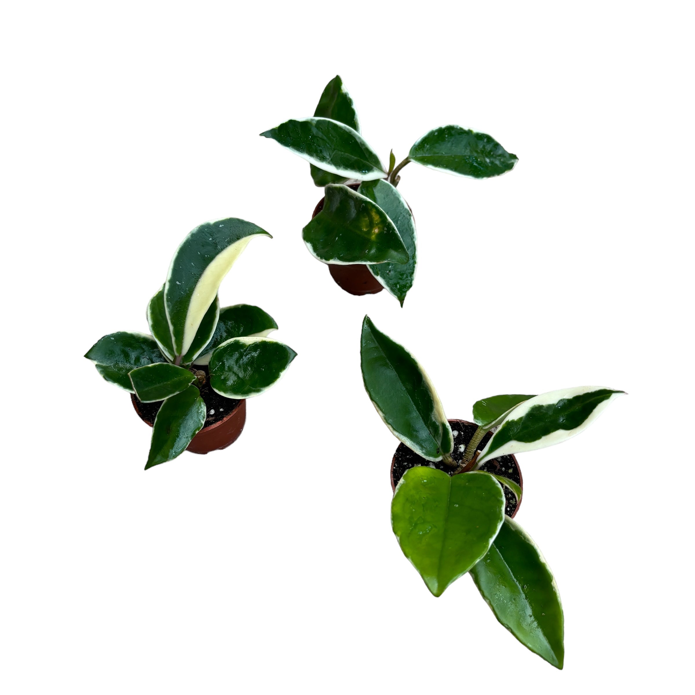 Hoya carnosa 'Albomarginata' D6