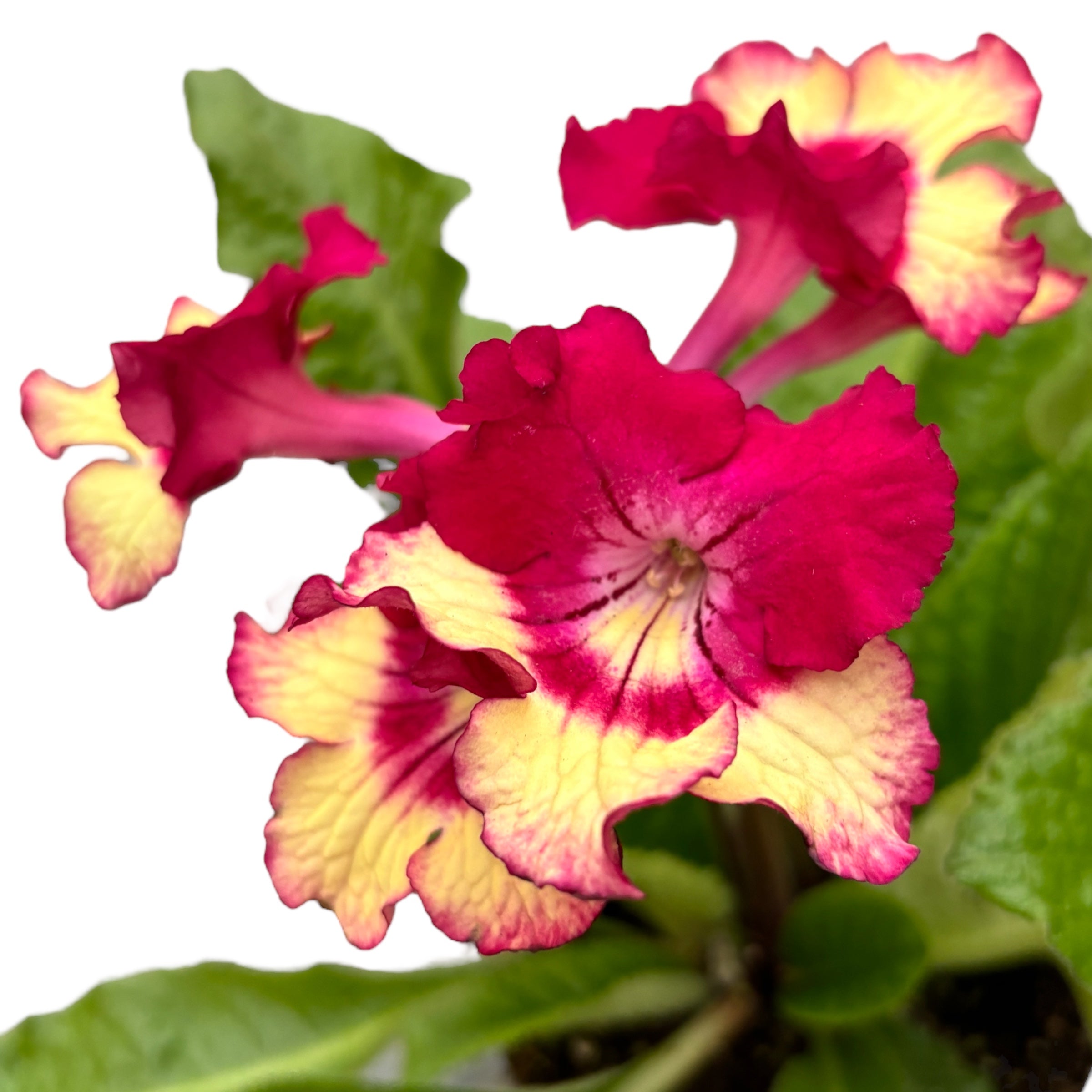 Streptocarpus ‘Merlin’