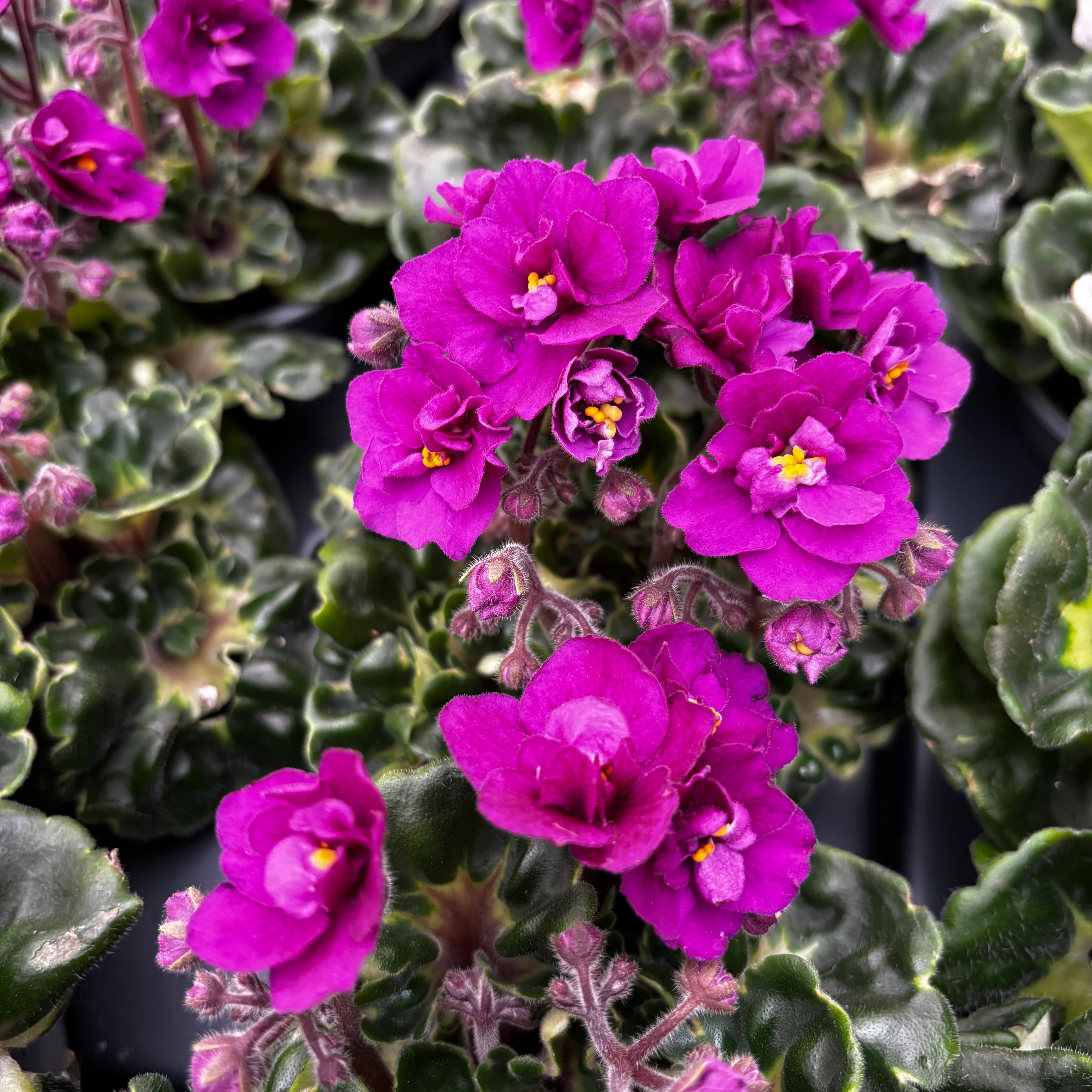 Saintpaulia Rococo Cyclam - Violete de Parma cu flori duble