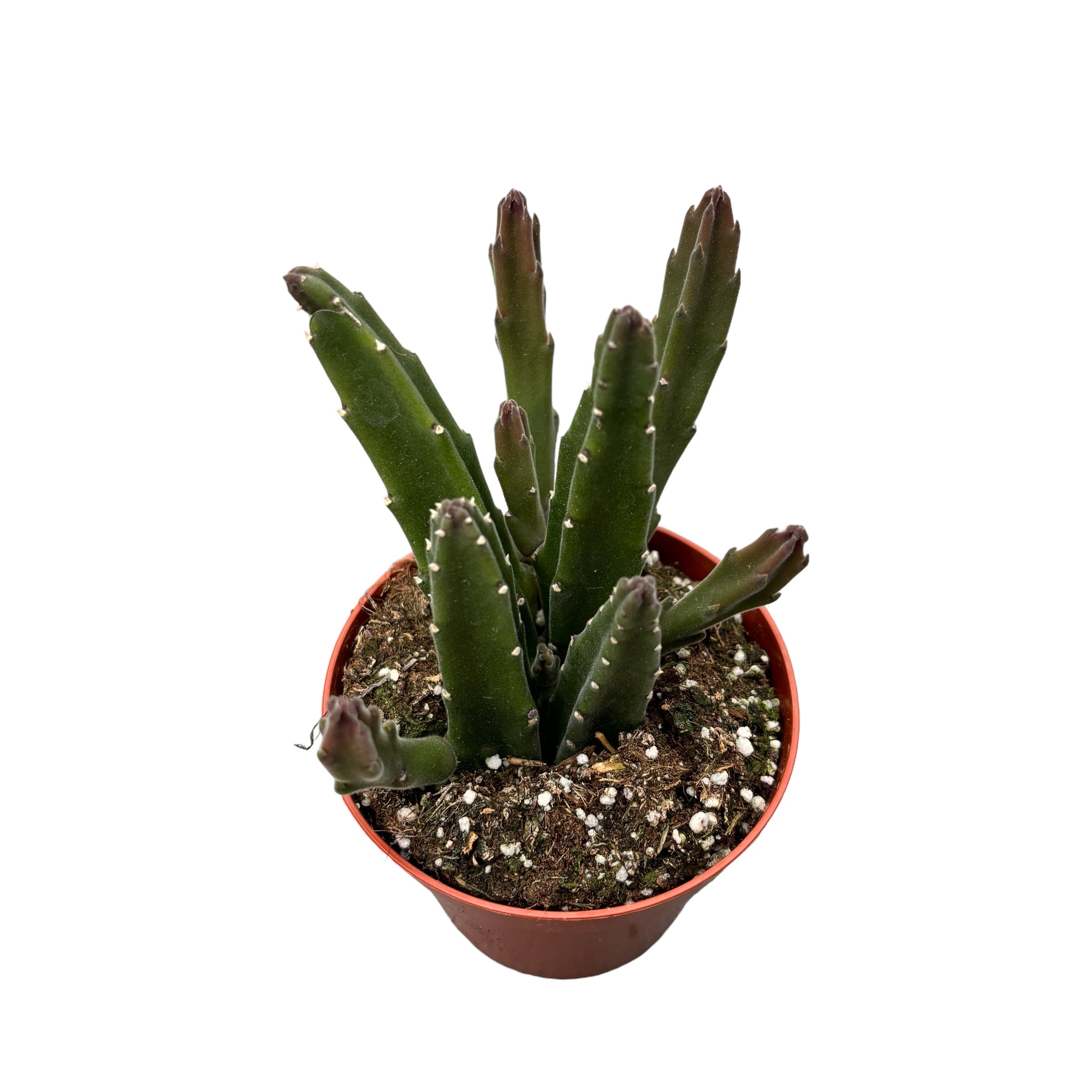Stapelia leendertziae D8