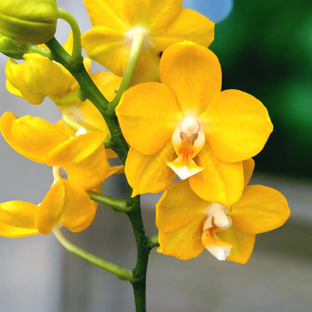 Phalaenopsis Younghome Golden Perfume - fleurs parfumées