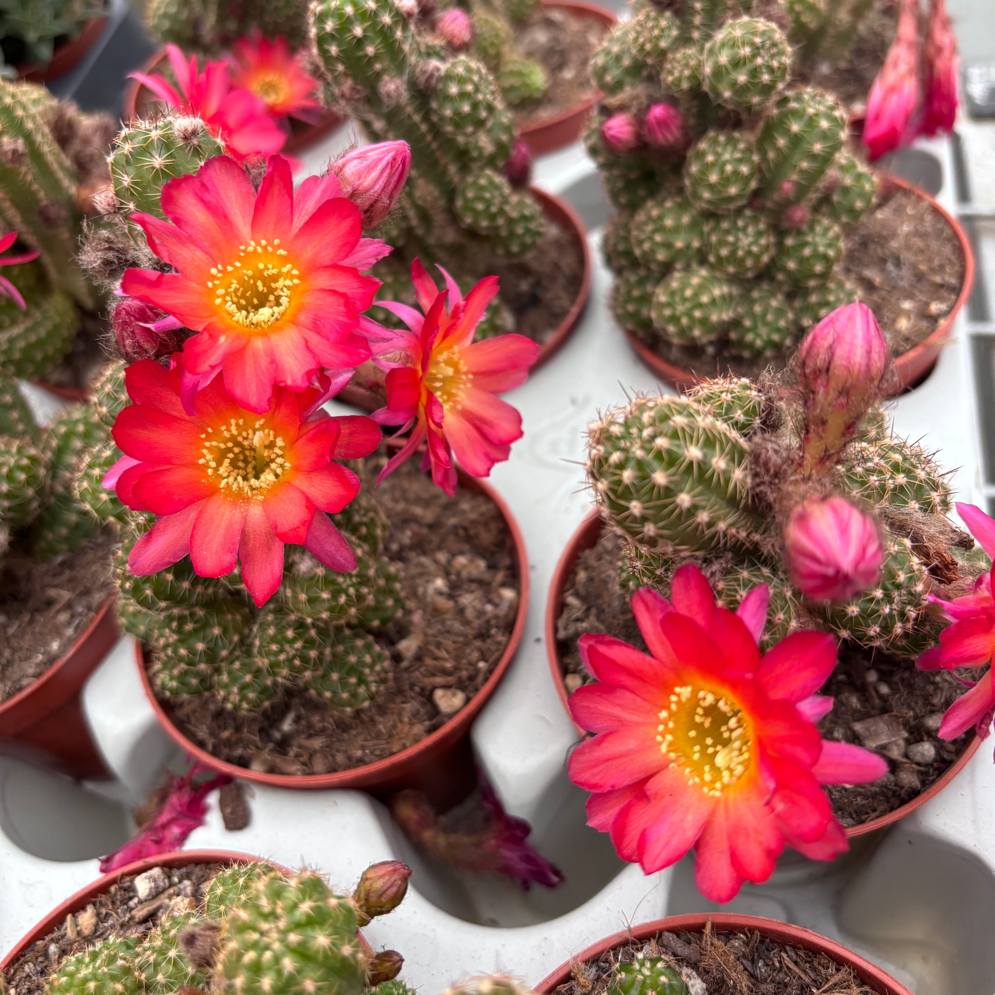Chamaecereus silvestrii hybrid ‘Ubink Cerise'