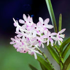 Vanda christensoniana (Ascocentrum christensonianum) - pachnąca
