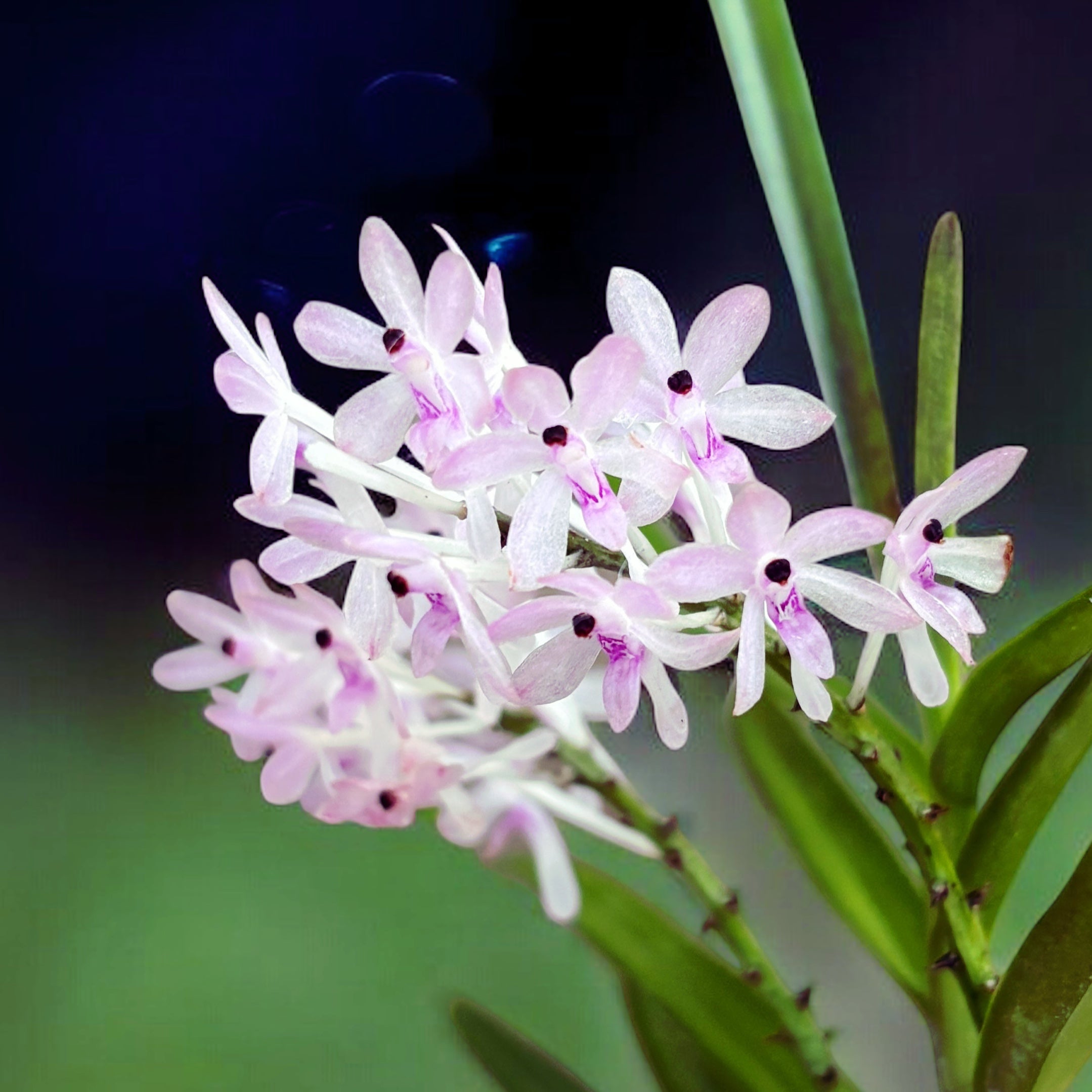 Vanda christensoniana (Ascocentrum christensonianum) - fragrant