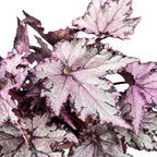 Begonia ‘Bewitched Festive Lavender’