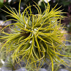Tillandsia Ionantha clump