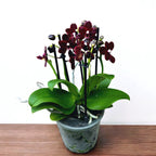 Phalaenopsis Natsume's Berry - wasachtige bloemen