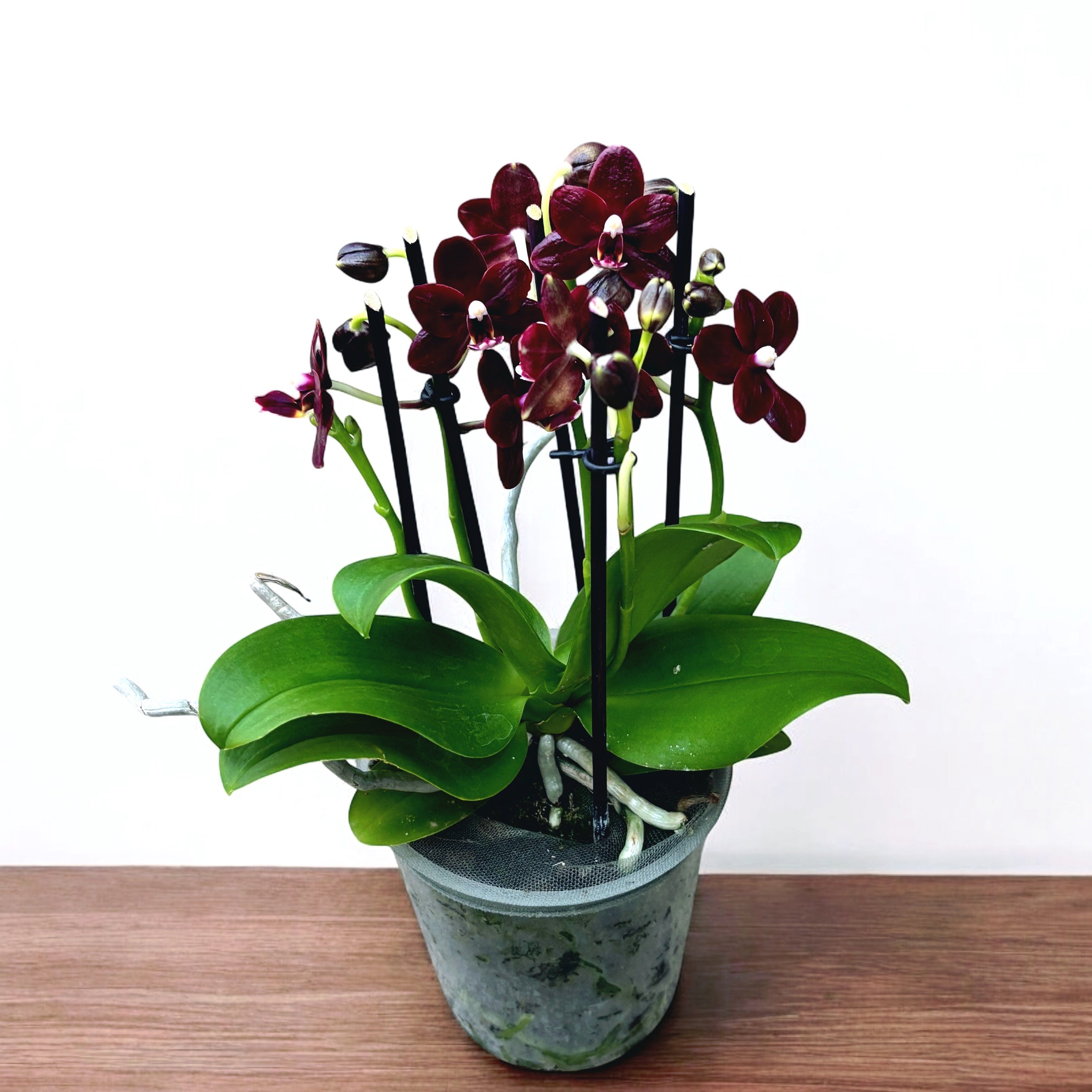 Phalaenopsis Natsume's Berry - fiori cerati
