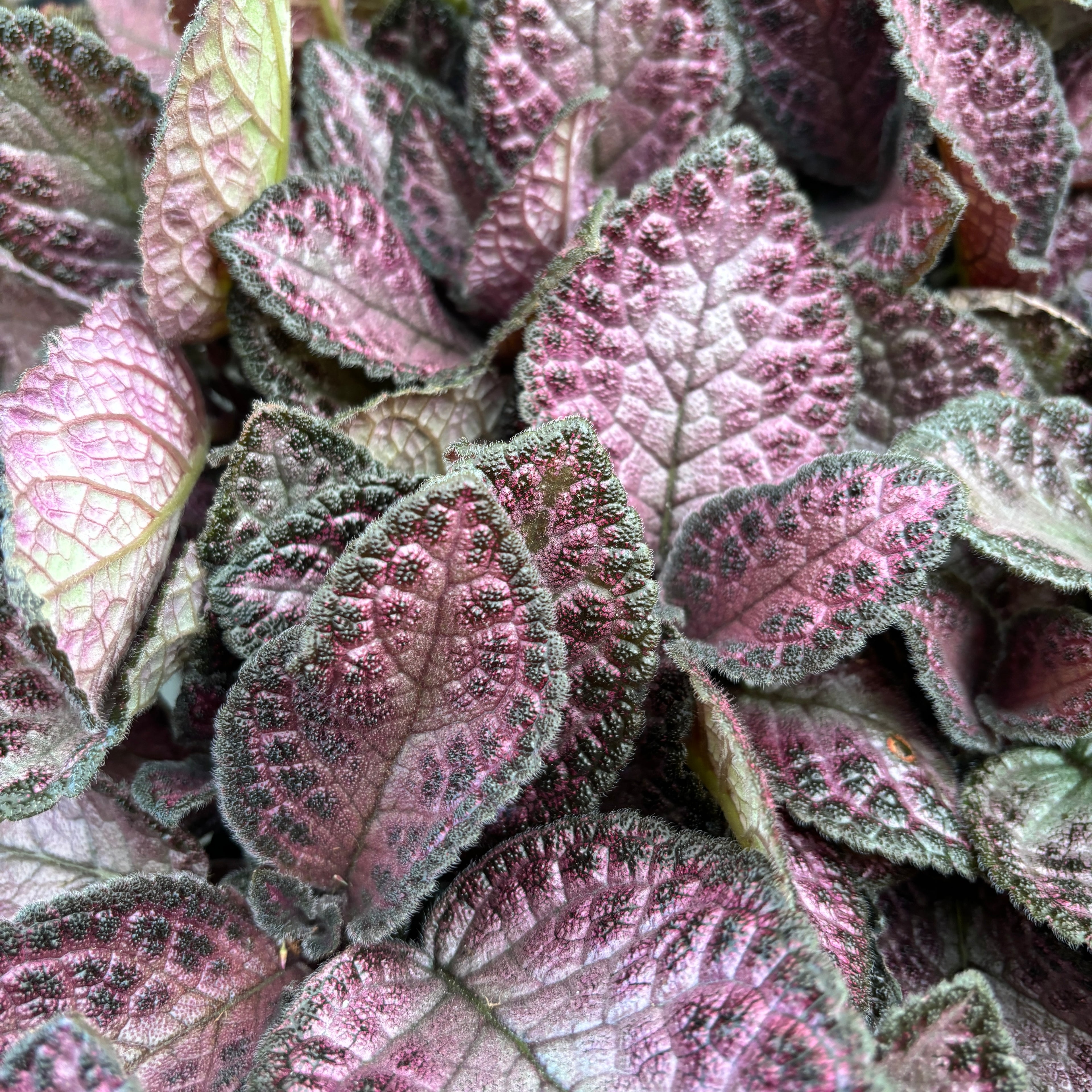 Episcia Silvery Pink
