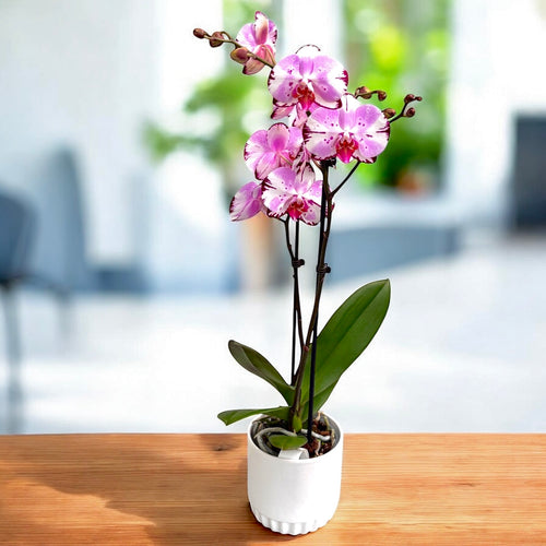 Phalaenopsis Art Magique