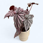 Begonia maculata 'Ashura'