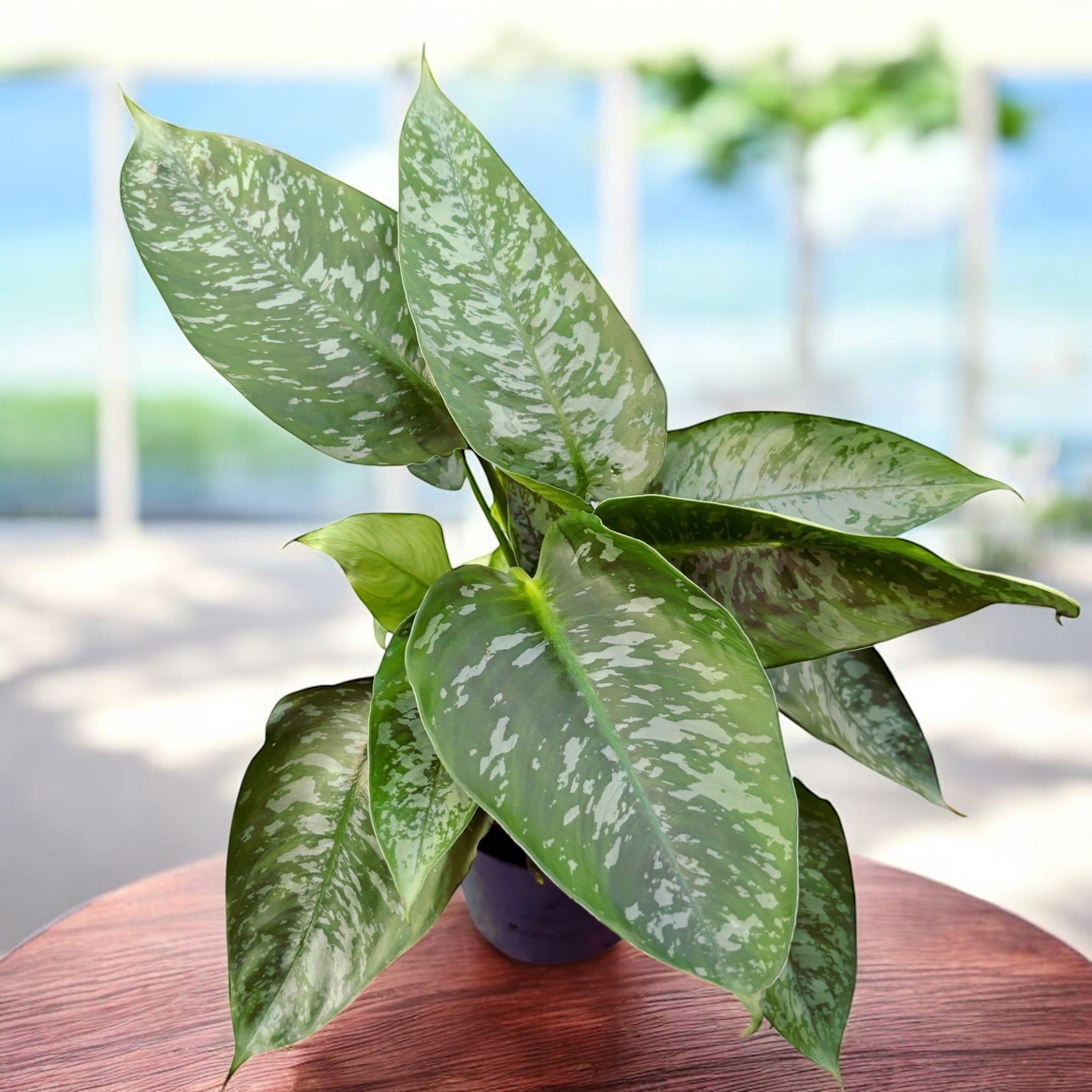 Schismatoglottis scortechinii