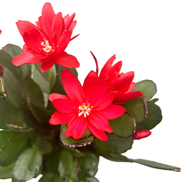 Rhipsalidopsis ‘Red Fire’ (floarea pastelui rosie)