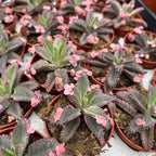 Kalanchoe 'Pink Butterfly' (Pink Mother of Thousand) D5