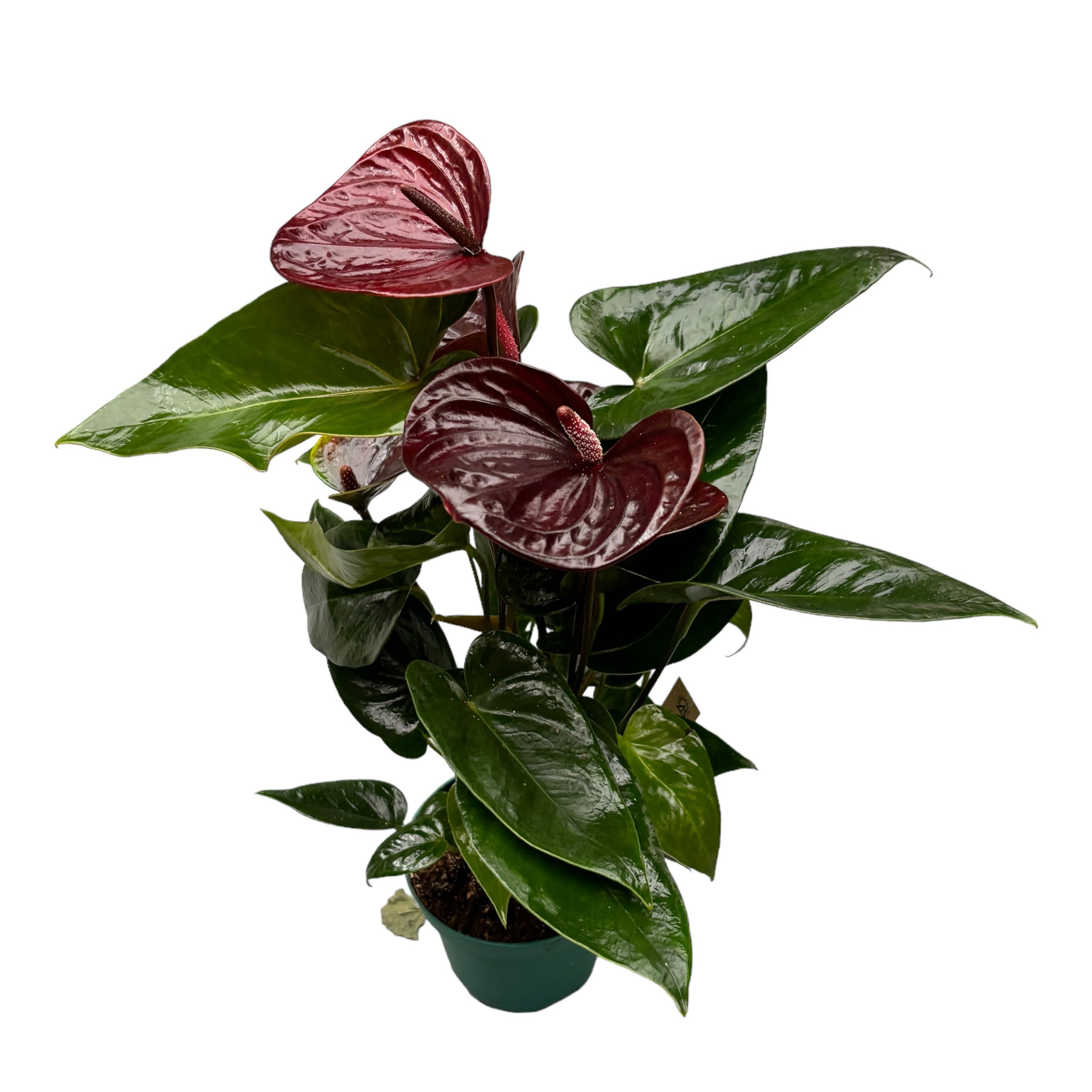 Anthurium 'Essencia' – Secret Garden Plant Shop