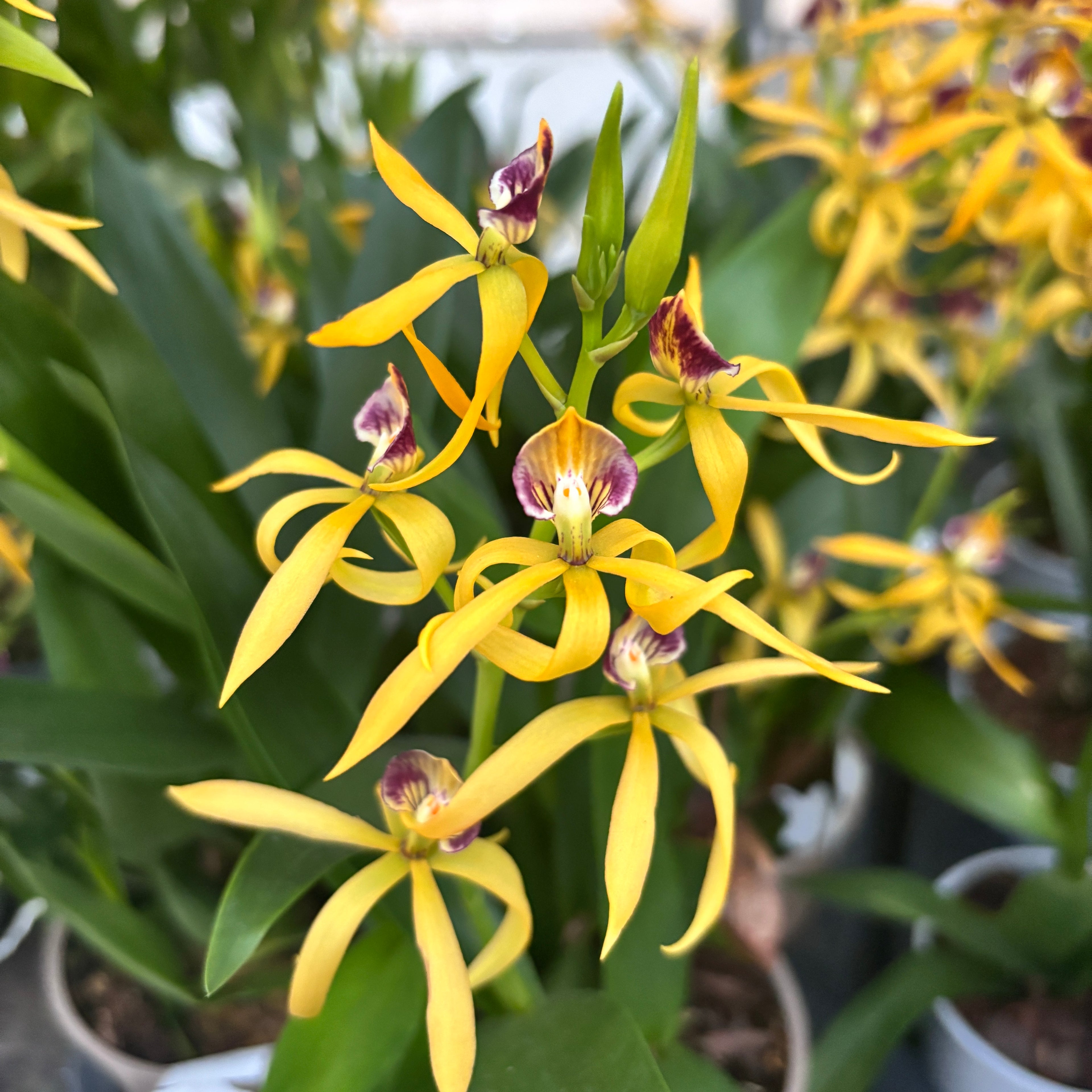 Prosthechea (Encyclia) cochleata var. cochleata - parfumata