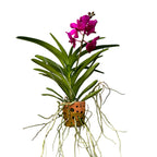 Vanda TAYANEE Cerise (Ansu)