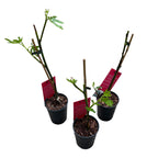 Higuera - Ficus carica 'Brown Turkey' (Higuera resistente)