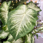 Caladium White King (Aaron)