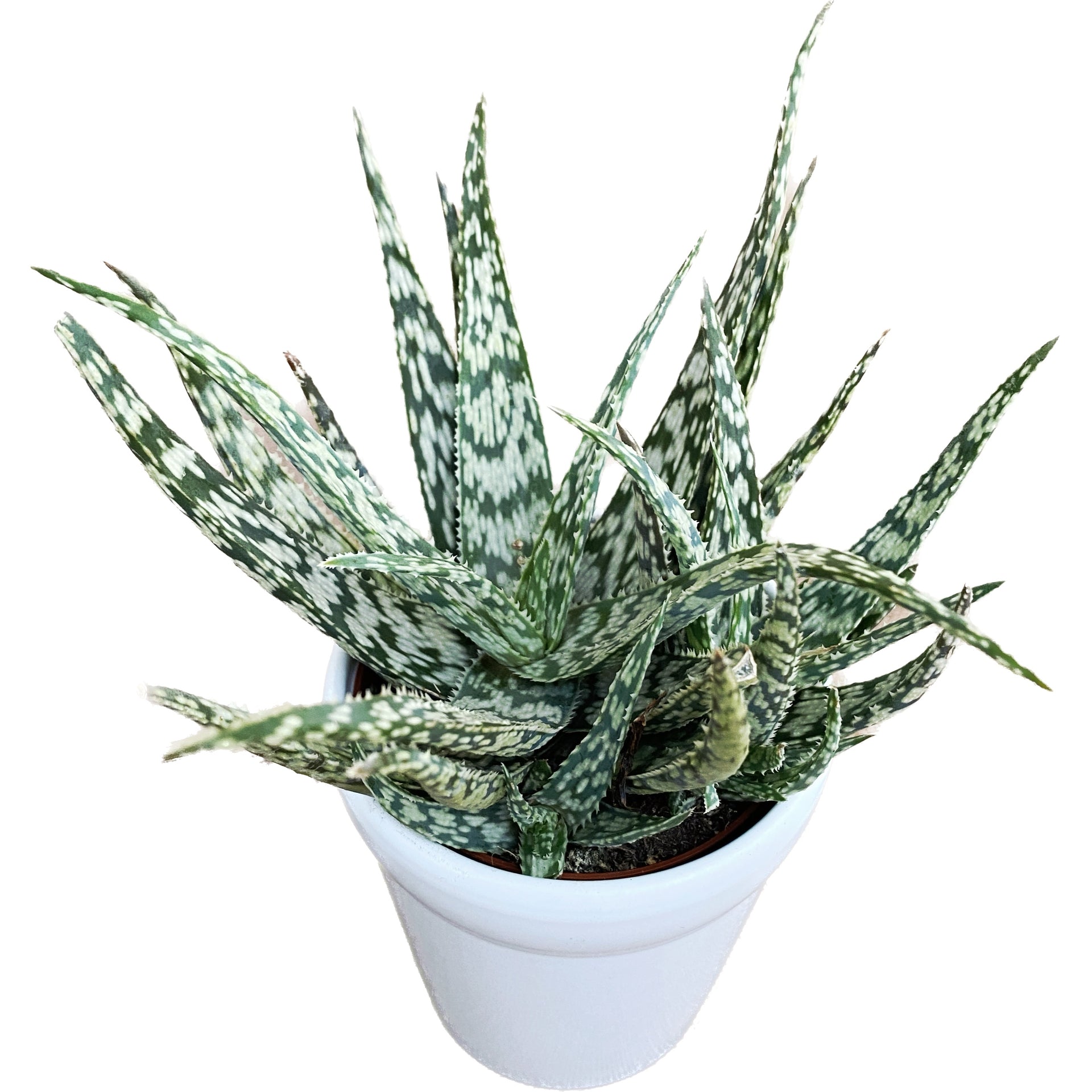 zehirli aloe vera Aloe rauhii (Schneeflocken-Aloe) – Secret Garden Plant Shop