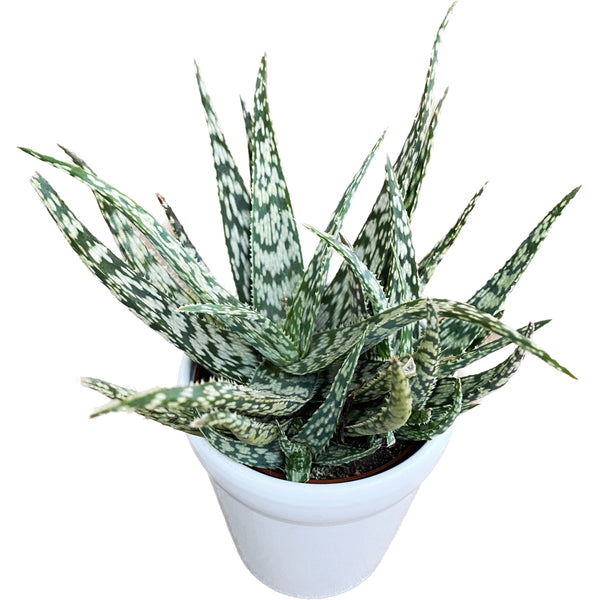 Aloe rauhii (Schneeflocken-Aloe)