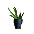 Tolumnia Jairak Flyer 'Sahara'