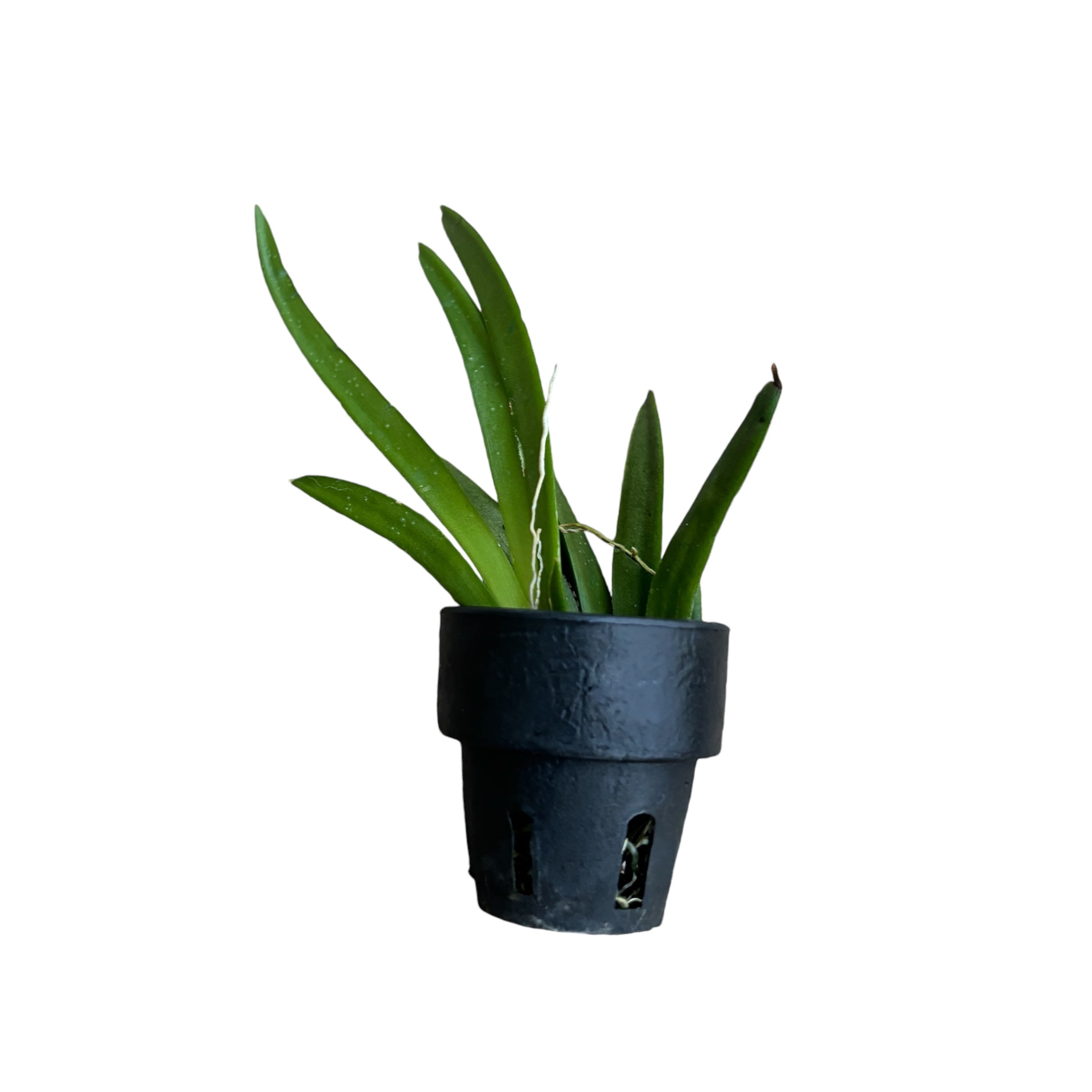 Tolumnia Jairak Flyer 'Sahara'