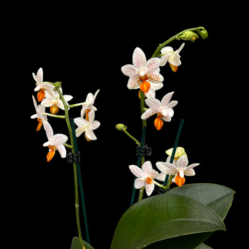 Phalaenopsis Mini Mark