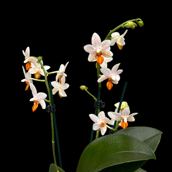 Phalaenopsis Mini Mark (Netherlands) 1pp