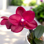 Phalaenopsis Haur Jih Fancy 'A06669'