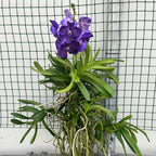 Vanda Tweed Blue XXL 7p (Ansu)