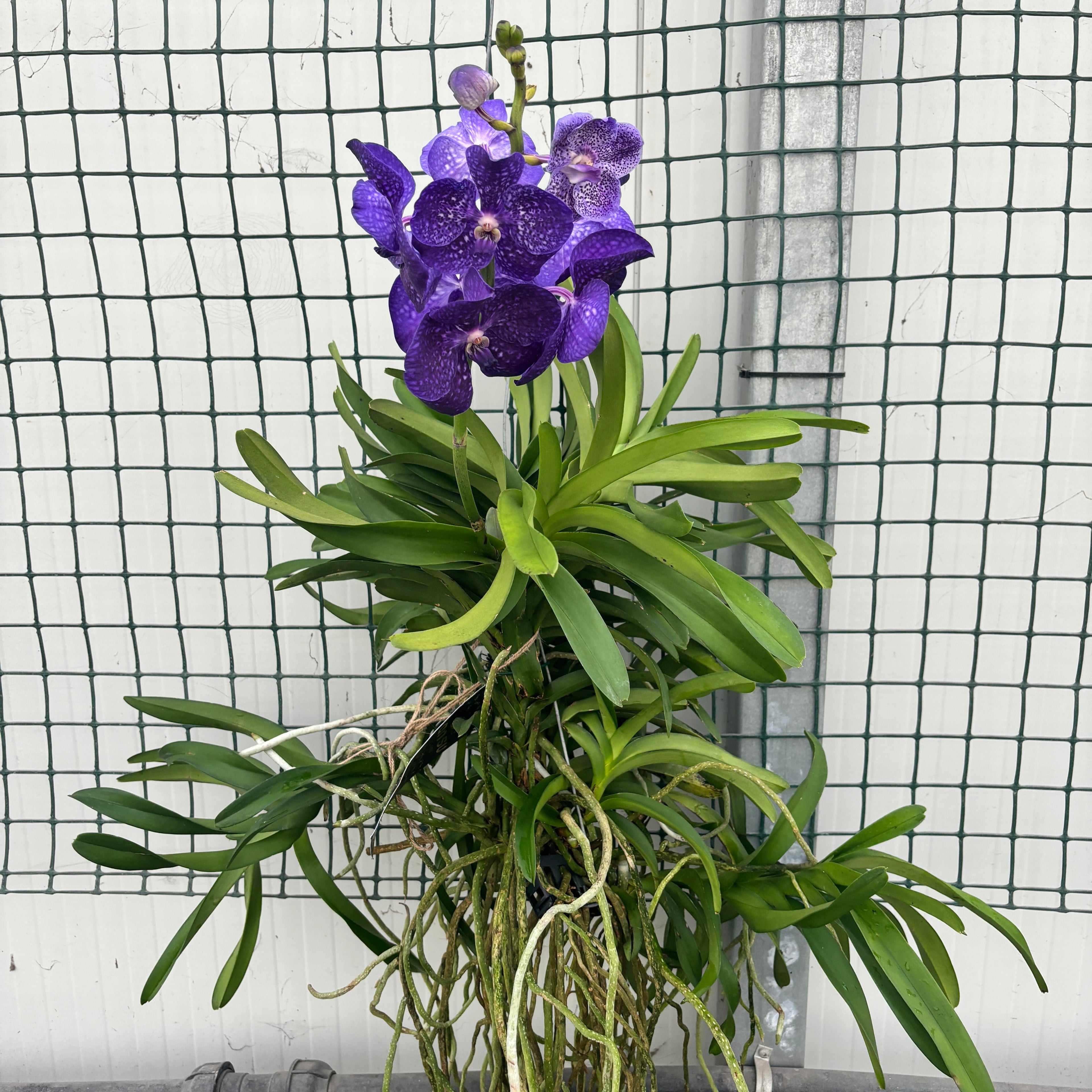 Vanda Tweed Bleu XXL 7p (Ansu)