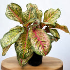 Aglaonema ‘Carnival Queen’ - trooppinen väripommi, XL-versio