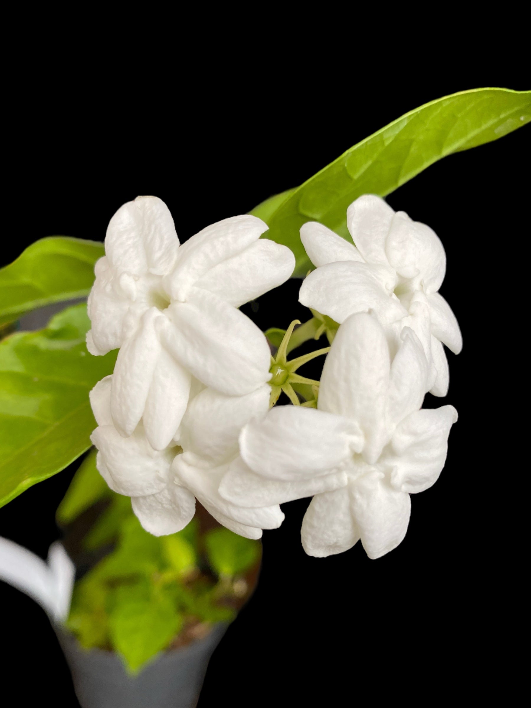Iasomie - Jasminum sambac - deosebit de parfumata