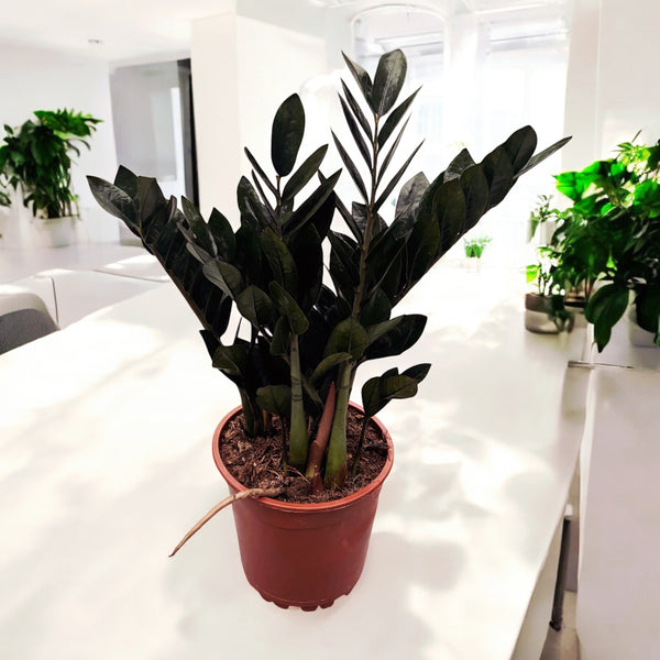 Zamioculcas Zamiifolia 'Super Nova' (schwarze Blätter)