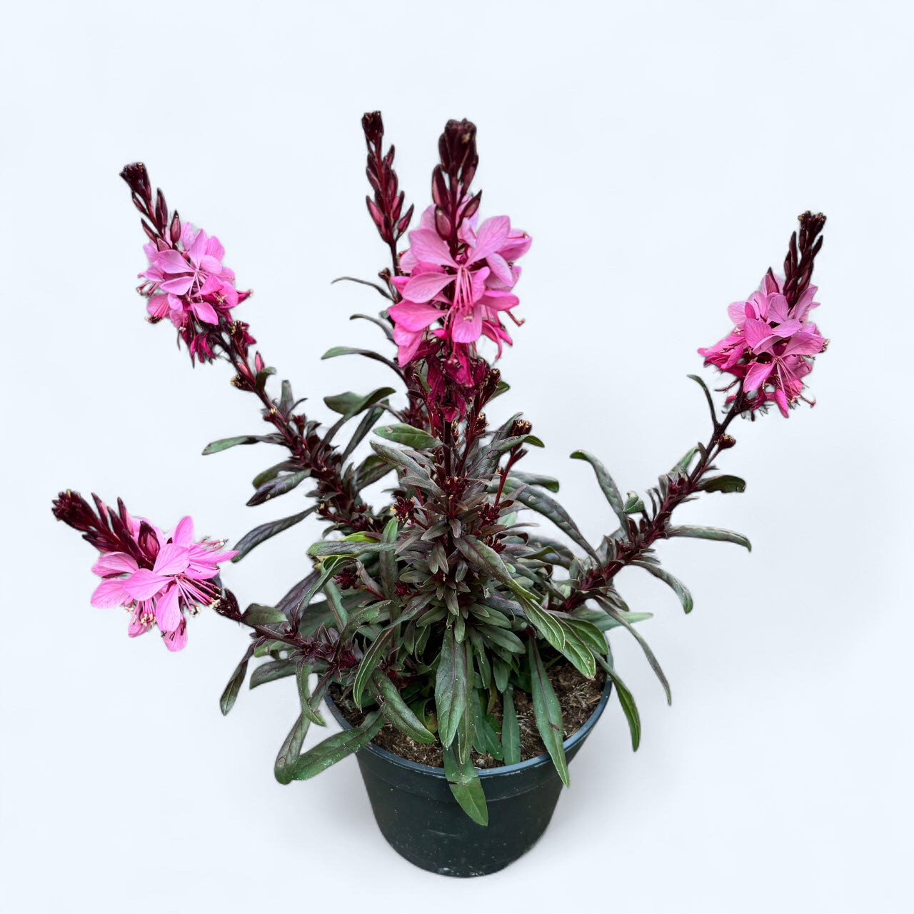 Gaura lindheimeri ‘Belleza Dark Pink’ – perena cu flori roz si aspect natural