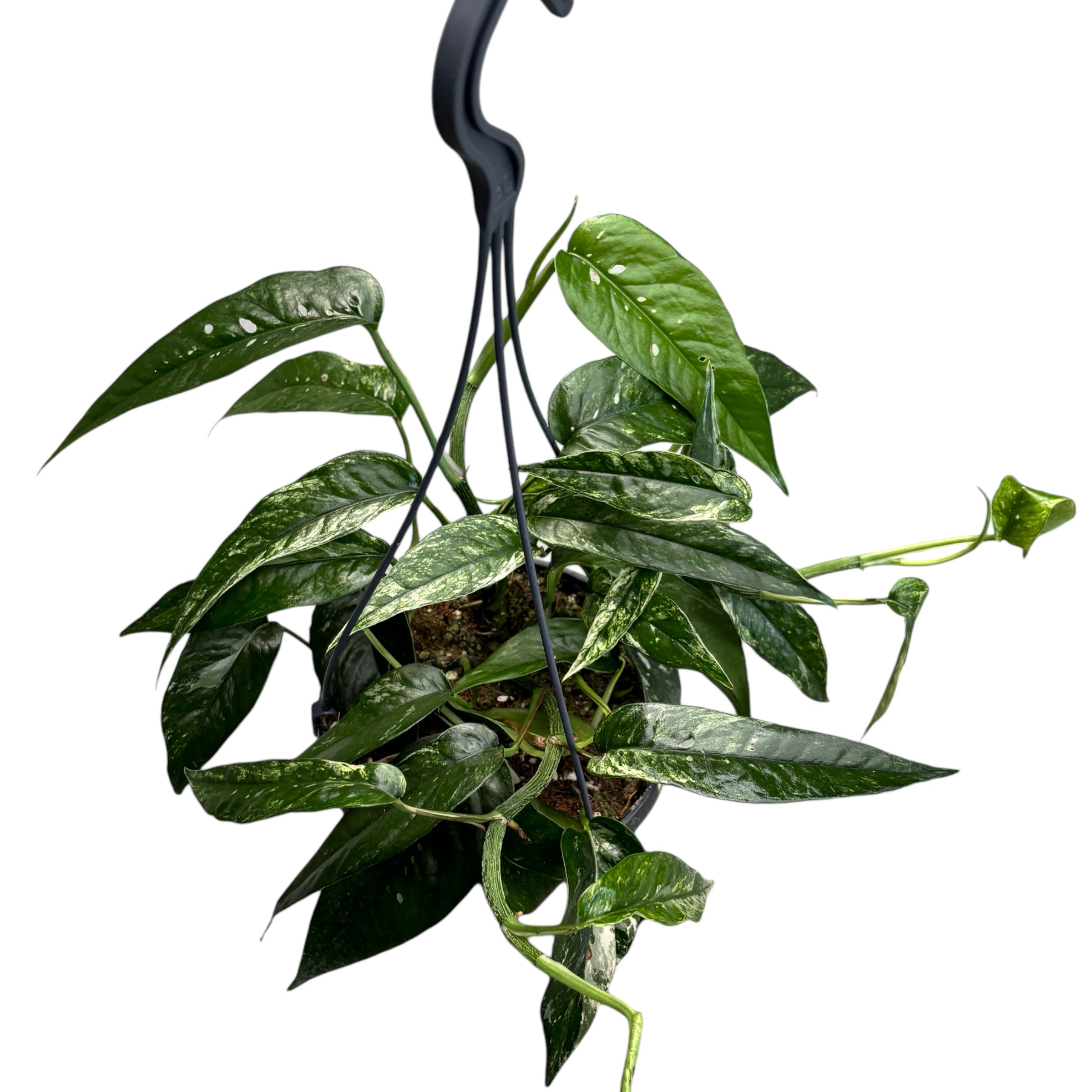 Epipremnum Pinnatum variegated D15