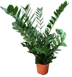 Zamioculcas Zamiflora (Zamiifolia) XL - Večná exotická rastlina!