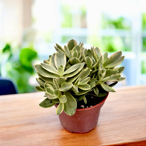 Crassula swaziensis 'Variegata' – Secret Garden Plant Shop