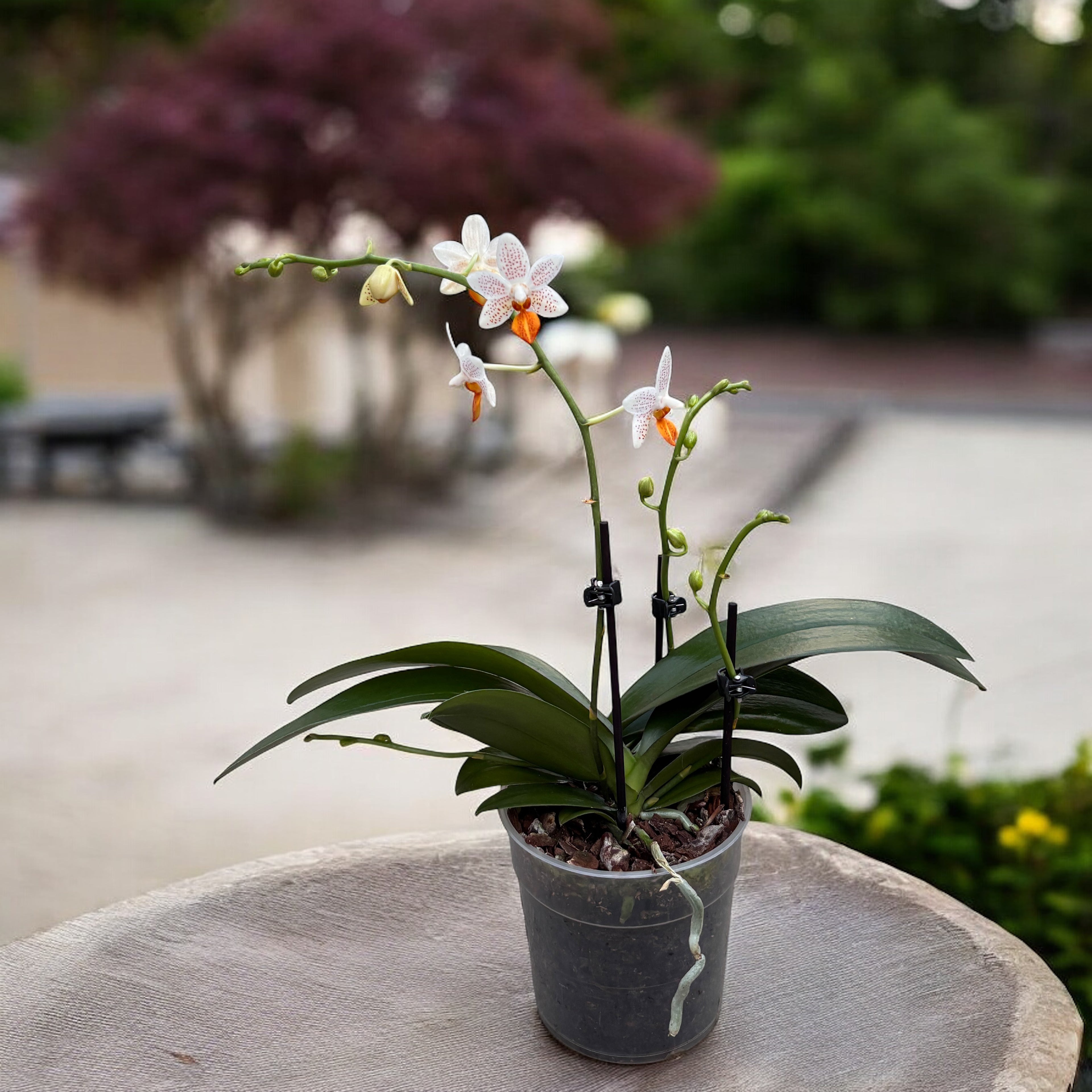 Phalaenopsis Mini Mark (Olanda) - 2 piante/vaso