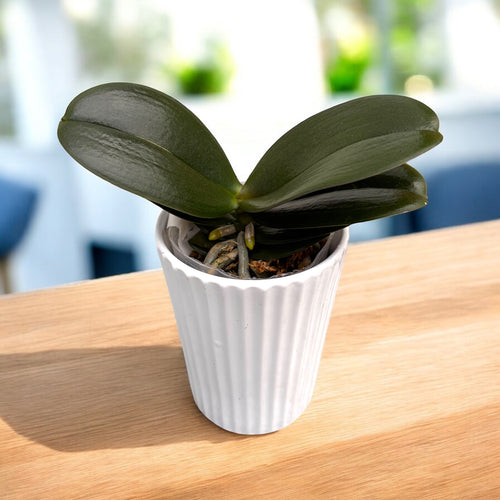 Phalaenopsis Kaoda Twinkle 'Chocolate Drop' * αρωματική
