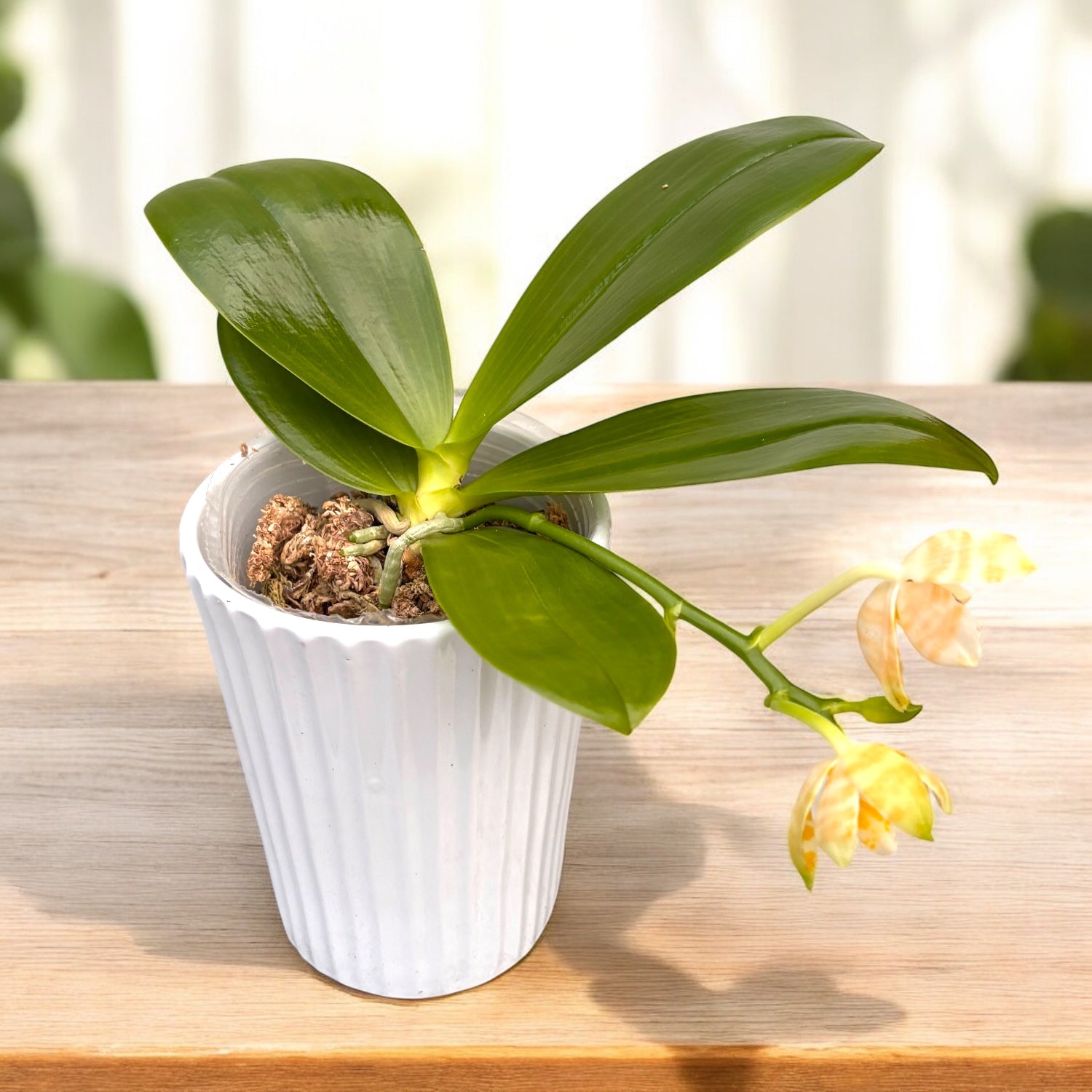 aurea様 Phalaenopsis KS Super Zebra 'Golden Zebra *parfumata – Secret
