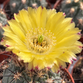 Acanthocalycium glaucum