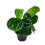 Calathea Roseopicta 'Green'